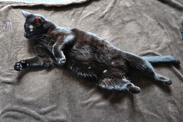 Portrait of a young black cat on a bed.