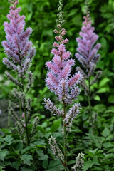 Obraz premium Field pink and lilac flowers Astilbe