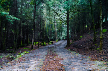 Camino entre el bosque