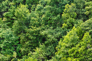 Fototapeta na wymiar Forest top view background. Green aerial nature texture. Panoramic treetop pattern. Woods from above.