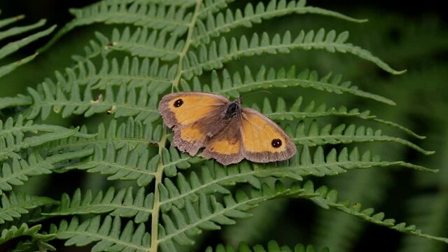 A tattered Gatekeeper Butterfly  Pyronia tithonus, basking on a bracken frond. Staffordshire. England.