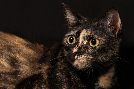 Grey Orange Black Mix Color Cat Sit Look On Black Background