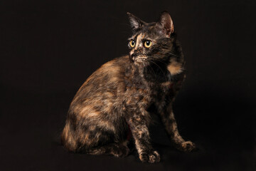 grey orange black mix color cat sit look on black background