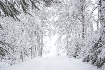 Winter morning in the forest