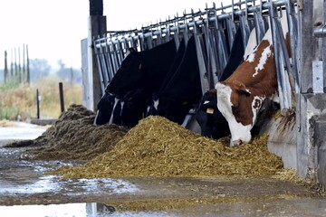 holstein cows in stall