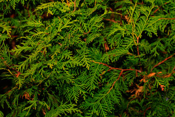 Closeup of green leaves of Thuja trees. Thuja occidentalis is an evergreen coniferous tree. Platycladus orientalis also known as Chinese thuja