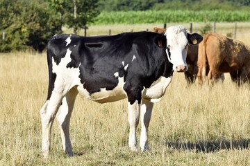 Naklejka premium holstein cows in pasture