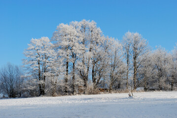 Obraz na płótnie Canvas nature in winter