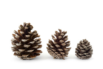 three different sizes pinecones isolated on a white background.
