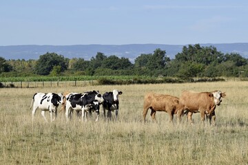 flock of holstein and limousin cow in pasture