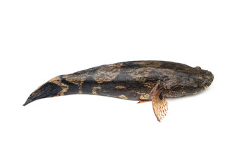 Fototapeta premium Fish goby isolated on white background.
