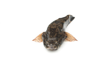 Fototapeta premium Fish goby isolated on white background.