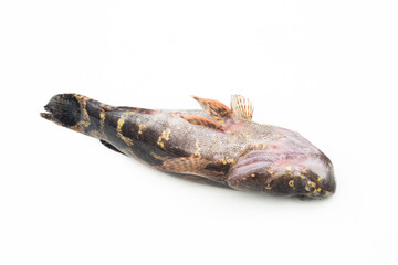 Fish goby isolated on white background.