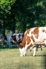 portrait of montbeliard cow in pasture