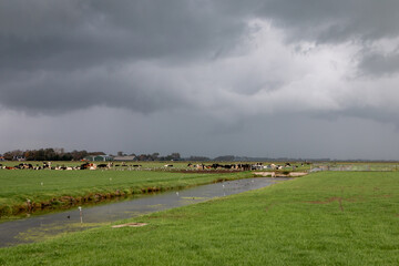 Fototapeta na wymiar Cows grazing on a dark rainy day in a typical flat Dutch grass landscape in the province of North Holland, The Netherlands