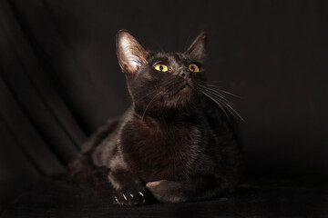 Black cat glowing eye sit on black background