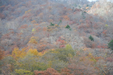 秋の訪れ　紅葉し始めた山　森