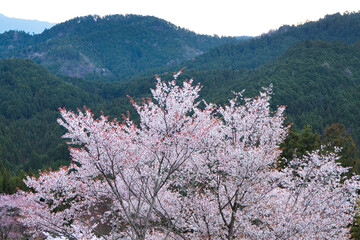 吉野(中千本)