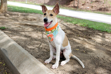 Cute dog wearing scarf play sit pose outdoor park