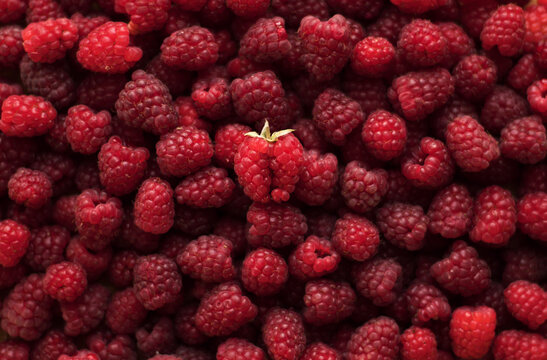 Ripe raspberries close-up macro photography, selective focus, fruit background