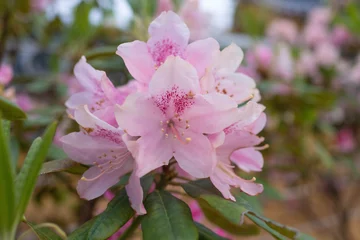 Fotobehang 淡いピンク色のツツジの花 © 達雄 中野