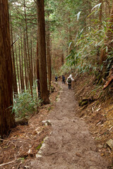 奥千本の山道
