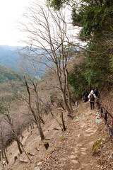 奥千本の山道