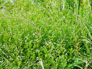 小花　花　野草