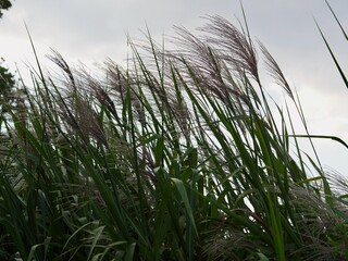 ススキ　すすき