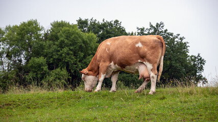 Fototapeta na wymiar Feckvieh- Kuh einer Zweinutzungsrasse - Milchproduktion und Rindfleisch