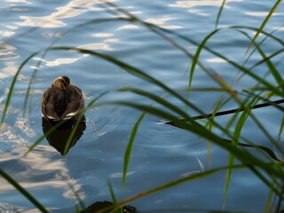 カモ　かも　水辺