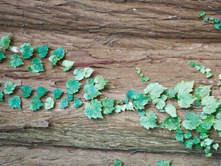 つた　木　木目