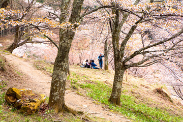 吉野(上千本)