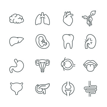 Human internal organ. inner body part are brain, joints, tongue, stomach, heart, fetus, eyeball. Simple Set of Organs Related Vector Line Icons. Vector illustration. Design on white background. EPS10