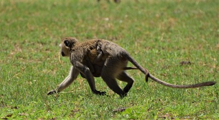 A baby vervet monkey clings to his mother in Hwange National Park, Zimbabwe