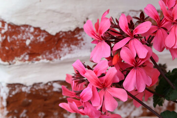 bright pink flowers against the brick wall