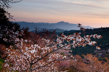 吉野の桜(下千本)