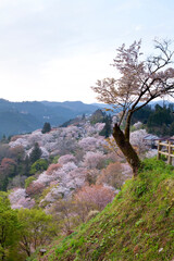 吉野の桜(下千本)