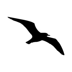 seagull in flight isolated vector