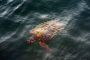 One big swimming sea turtle Caretta