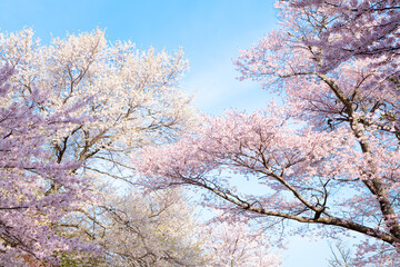 吉野(中千本)