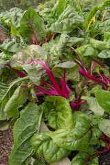 Home Grown Organic Swiss chard (Beta vulgaris subsp. vulgaris) Growing on an Allotment in a Vegetable Garden in Rural Devon, England, UK