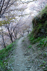 吉野(中千本)