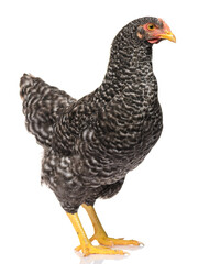 one black chicken isolated on white background, studio shoot