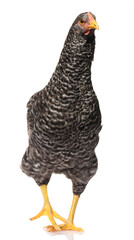 one black chicken isolated on white background, studio shoot