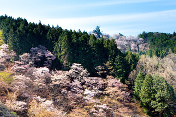 吉野(上千本)