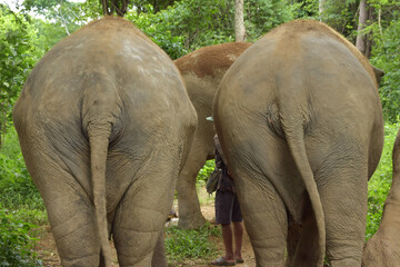 Elephants in Thailand - obrazy, fototapety, plakaty