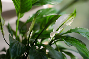 Green fresh homeplant selective focus, white color background. Green leaves and white flower.
