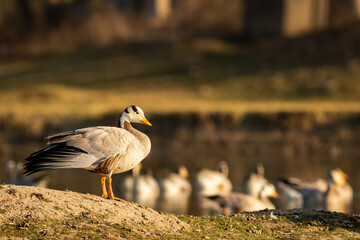 bar headed goose closeup in natural green background at keoladeo national park or bharatpur bird sanctuary rajasthan india - anser indicus
