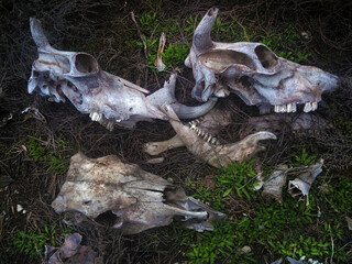 Naklejka premium ritual skulls